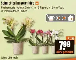 V Baumarkt Schmetterlingsorchidee Angebot