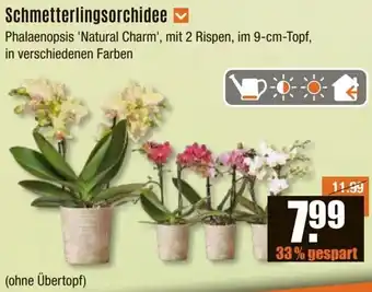 V Baumarkt Schmetterlingsorchidee Angebot