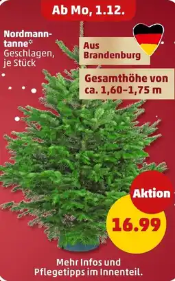 PENNY Nordmanntanne Angebot