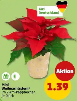 PENNY Mini- Weihnachtsstern Angebot