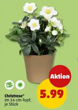 PENNY Christrose Angebot
