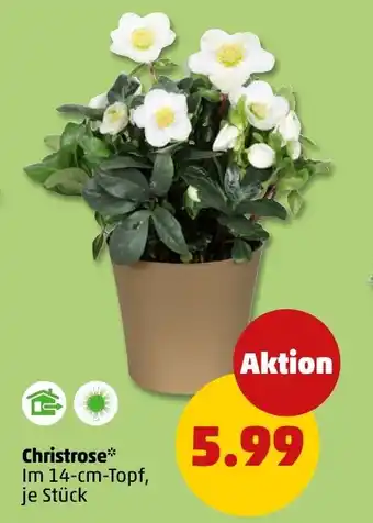 PENNY Christrose Angebot
