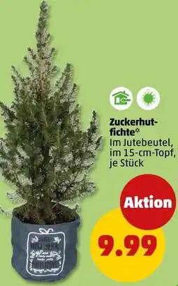 PENNY Zuckerhut- fichte Angebot