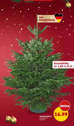 PENNY Nordmanntanne Angebot