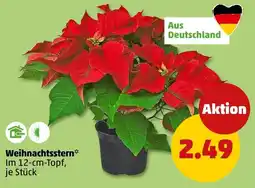 PENNY Weihnachtsstern Angebot