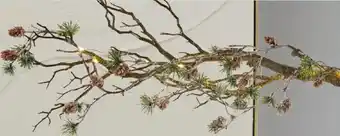 Möbel Buss Deko-ast Angebot