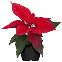 toom Baumarkt Fairtrade-Weihnachtssterne Angebot