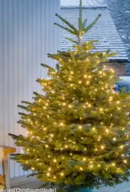 toom Baumarkt Nordmanntannen Angebot