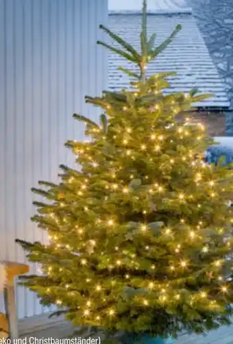 toom Baumarkt Nordmanntannen Angebot