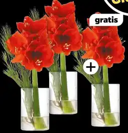 NETTO Amaryllis mit Kiefer Angebot