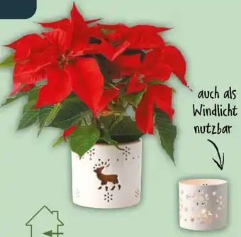 NETTO Weihnachtssterne Angebot