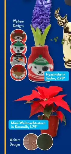 Aldi Süd Gardenline Mini-Weihnachtsstern Angebot