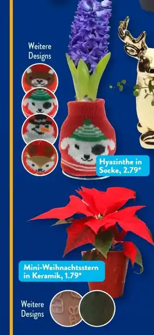 Aldi Süd Gardenline Mini-Weihnachtsstern Angebot