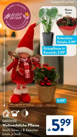 Aldi Süd GARDENLINE Weihnachtliche Pflanze Angebot