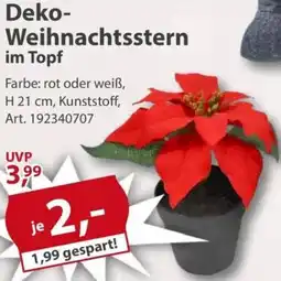 Sonderpreis Baumarkt Deko Weihnachtsstern im Topf Angebot