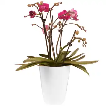 toom Baumarkt Schmetterlingsorchidee verschiedene Farben 5 Rispen im Kunststoff-Übertopf 12 cm Topf Angebot