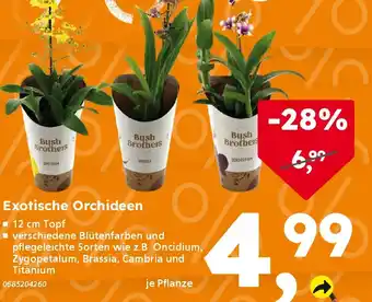 Globus Baumarkt Exotische Orchideen Angebot