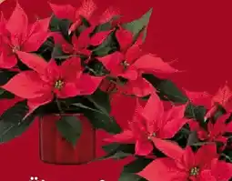 Globus Baumarkt Weihnachtsstern Angebot