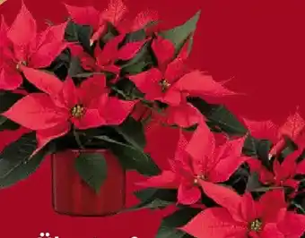 Globus Baumarkt Weihnachtsstern Angebot