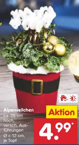 Netto Marken-Discount Weihnachts Alpenveilchen Angebot