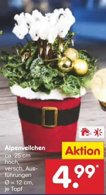 Netto Marken-Discount Weihnachts Alpenveilchen Angebot