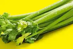 Lidl Staudensellerie Angebot