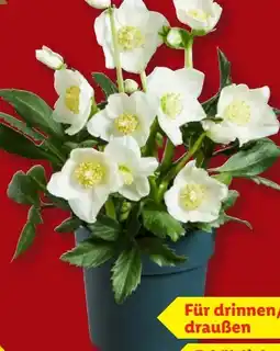Lidl Christrose Angebot