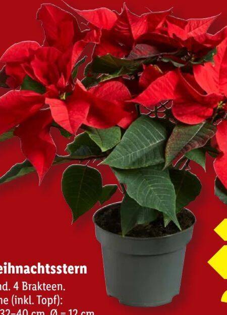 Weihnachtssterne Angebot bei Lidl
