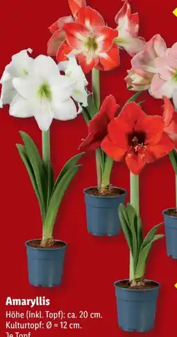 Lidl Amaryllis Angebot