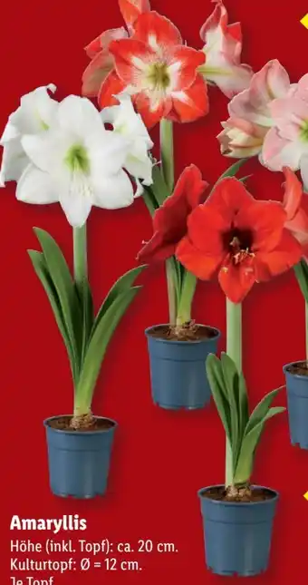 Lidl Amaryllis Angebot