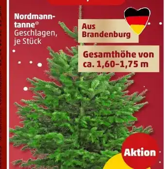 PENNY Nordmanntannen Angebot