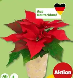 PENNY Mini-Weihnachtssterne Angebot