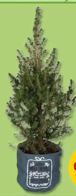 PENNY Zuckerhutfichte Angebot