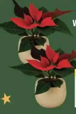 E-Center Mini-Weihnachtssterne Angebot