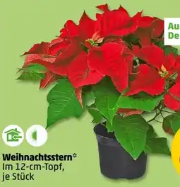 PENNY Weihnachtssterne Angebot