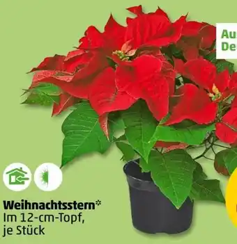 PENNY Weihnachtssterne Angebot