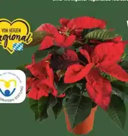 E-Center Weihnachtsstern Busch Angebot