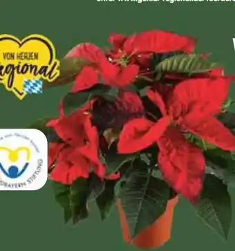 E-Center Weihnachtsstern Busch Angebot