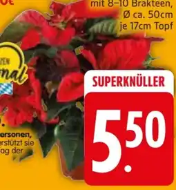 Edeka Weihnachtsstern Busch Angebot