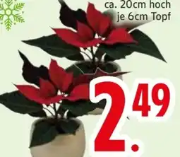 Edeka Mini-Weihnachtssterne Angebot