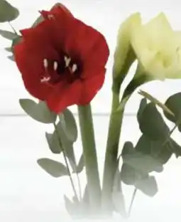 E-Center Amaryllis Angebot