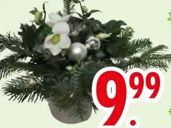 Edeka Helleborus-Arrangement Angebot