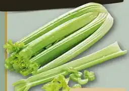 REWE Center Staudensellerie Angebot