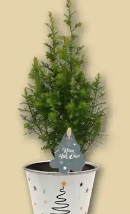 REWE Center Mini Tannenbaum Klein aber Oho Angebot