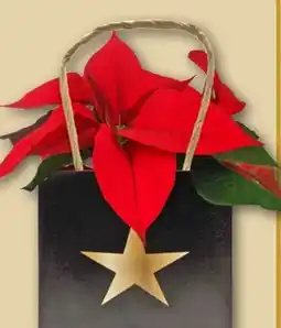 REWE Center Weihnachtsstern Tailorbag Angebot