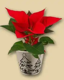 REWE Center Mini-Weihnachtssterne Angebot