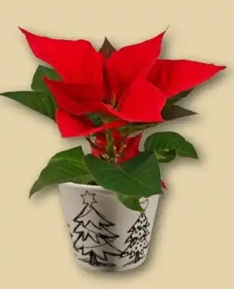 REWE Center Mini-Weihnachtssterne Angebot