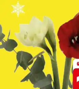 Edeka Amaryllis Angebot