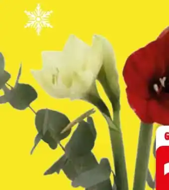 Edeka Amaryllis Angebot