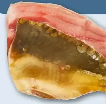 REWE Center Karpfenfilet Angebot